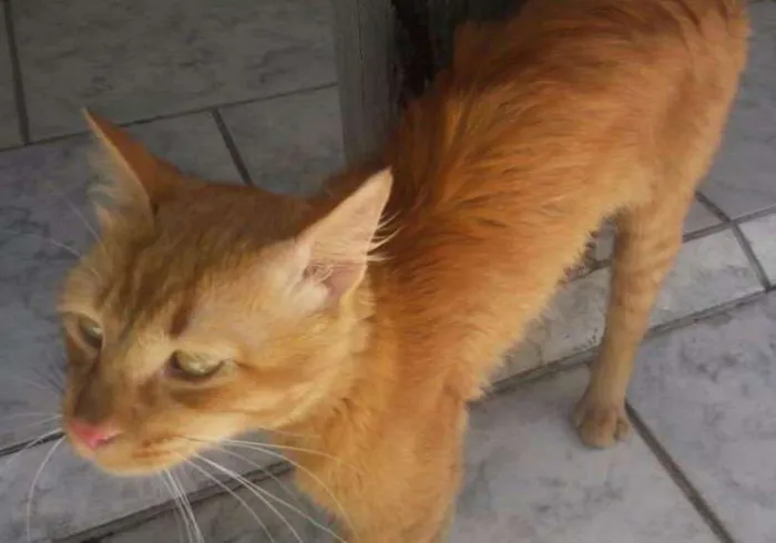 Gato ra a Nao sei idade  nome Nao sei