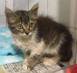 Gato raça SRD idade 2 a 6 meses nome Bisteca