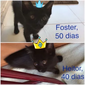 Gato raça Srd idade Abaixo de 2 meses nome Heitor e Foster 