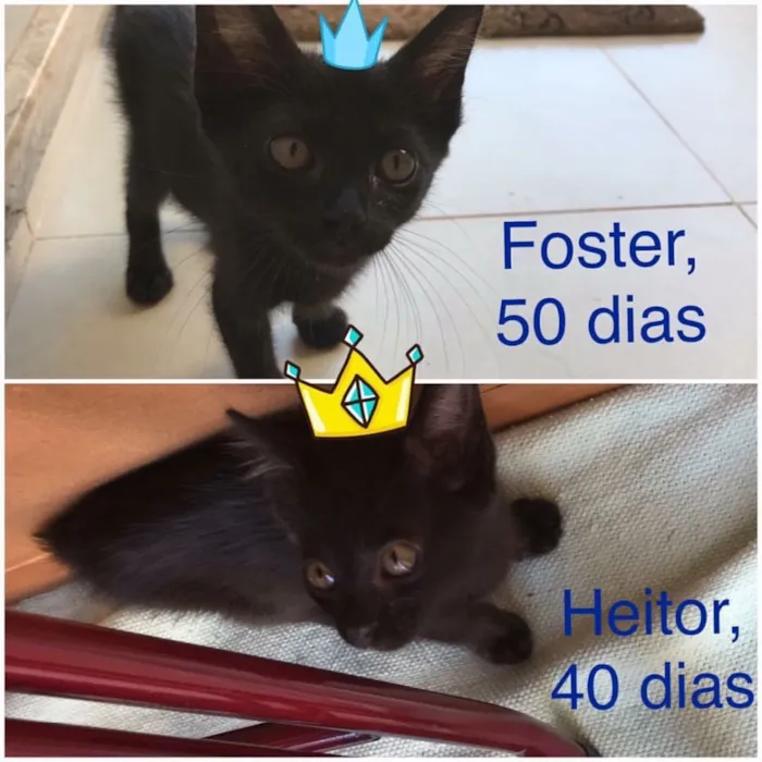 Gato ra a Srd idade Abaixo de 2 meses nome Heitor e Foster