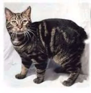 Gato raça manx idade 7 a 11 meses nome Sushi