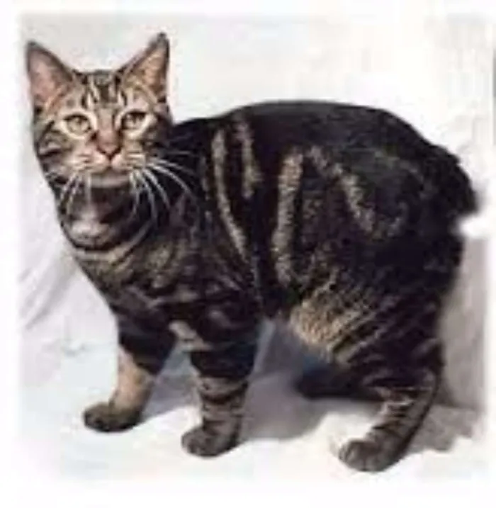 Gato ra a manx idade 7 a 11 meses nome Sushi