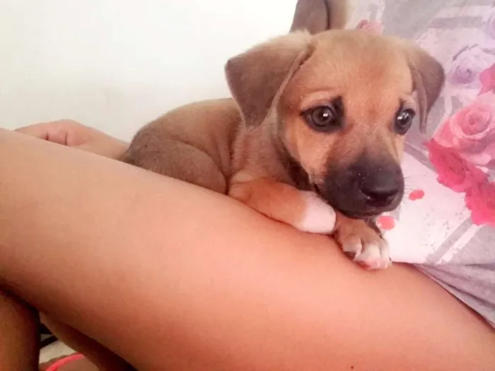 Cachorro ra a SRD idade 2 a 6 meses nome Não tem nome ainda