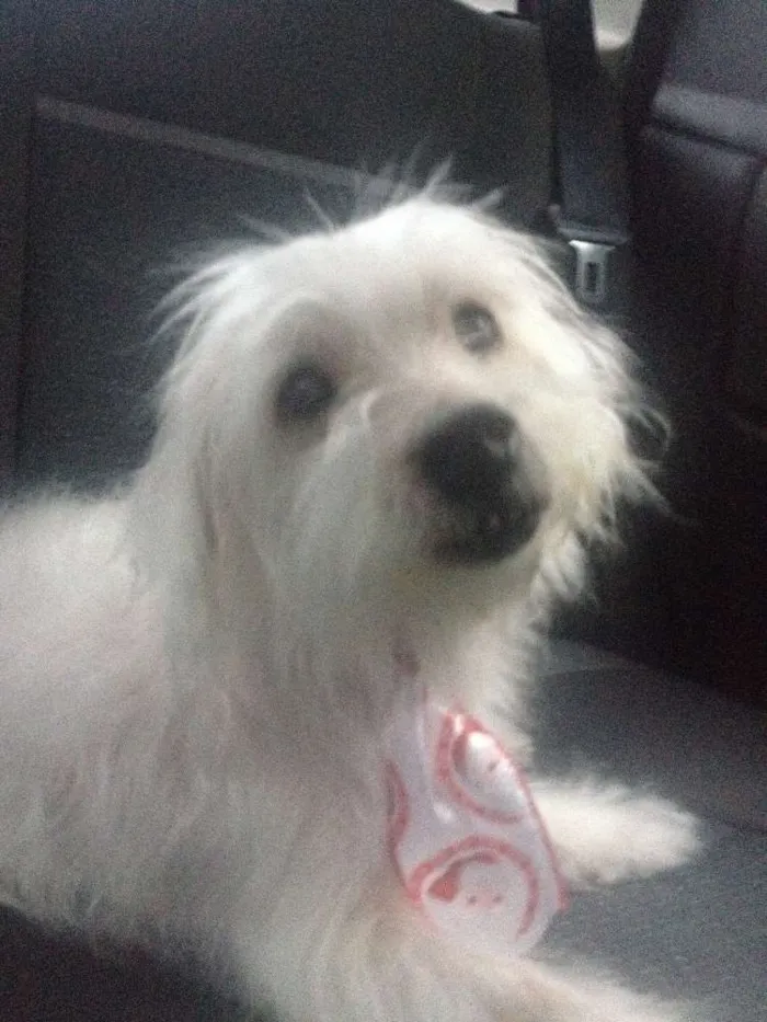 Cachorro ra a Maltês  idade 3 anos nome Ivis 