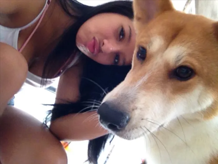 Cachorro ra a Maltês  idade 3 anos nome Ivis 