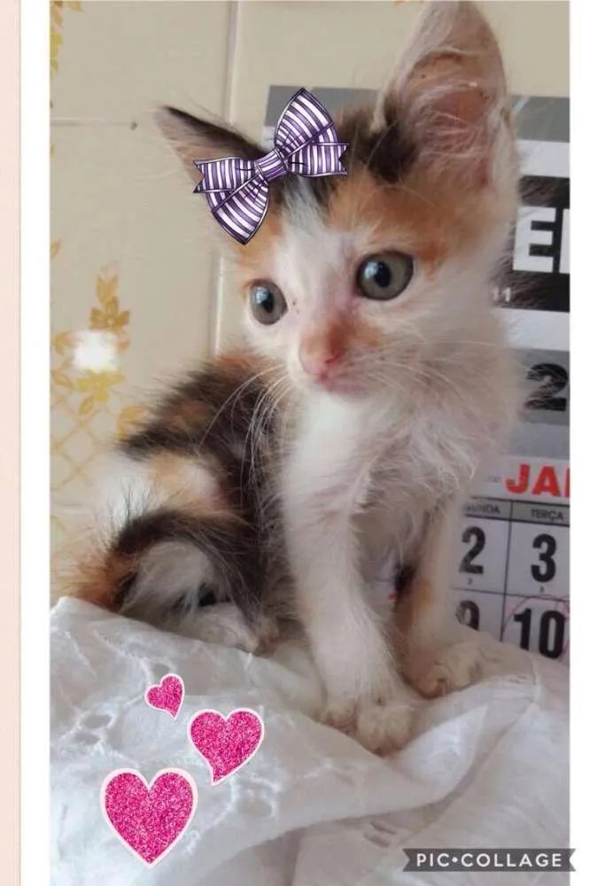 Gato ra a srd idade Abaixo de 2 meses nome kiara