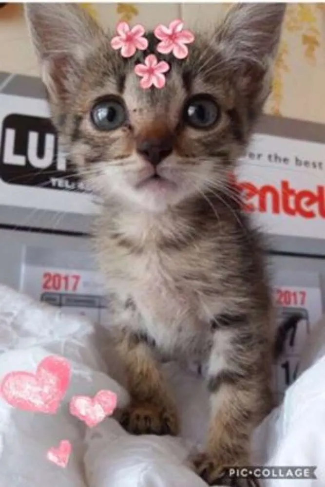 Gato ra a SRD idade Abaixo de 2 meses nome rubi