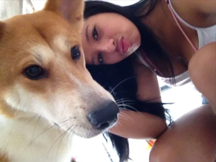 Cachorro ra a Akita idade 1 ano nome Melvin
