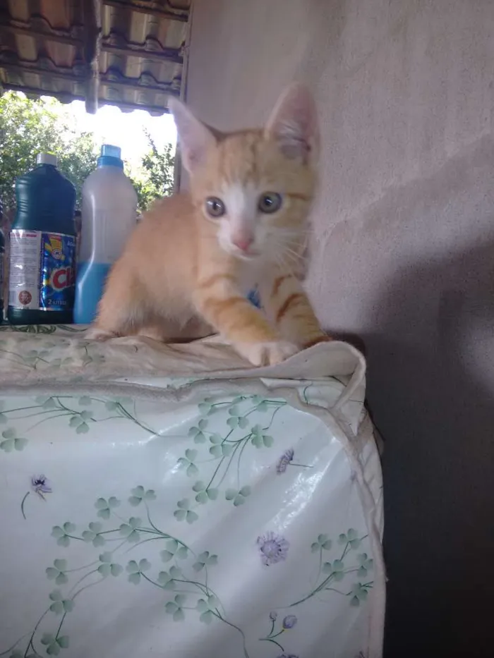 Gato raça vira-lata idade 2 a 6 meses nome Garfield