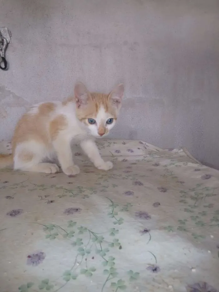 Gato raça vira-lata idade 2 a 6 meses nome Anjo