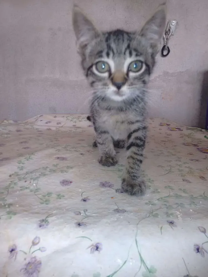 Gato raça vira-lata idade 2 a 6 meses nome Petrolis