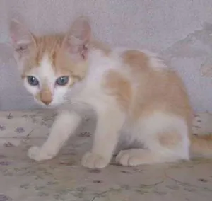 Gato raça vira-lata idade 2 a 6 meses nome Anjo