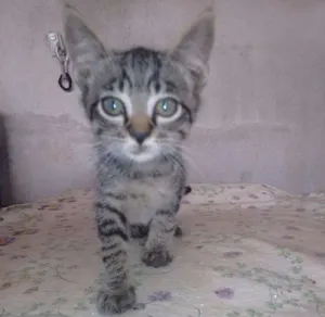 Gato raça vira-lata idade 2 a 6 meses nome Petrolis