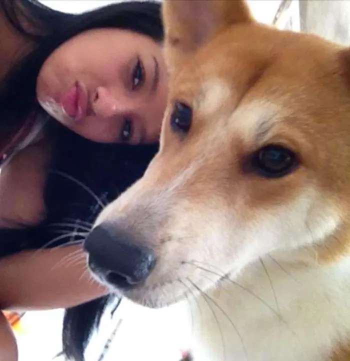 Cachorro ra a Akita idade 1 ano nome Melvin