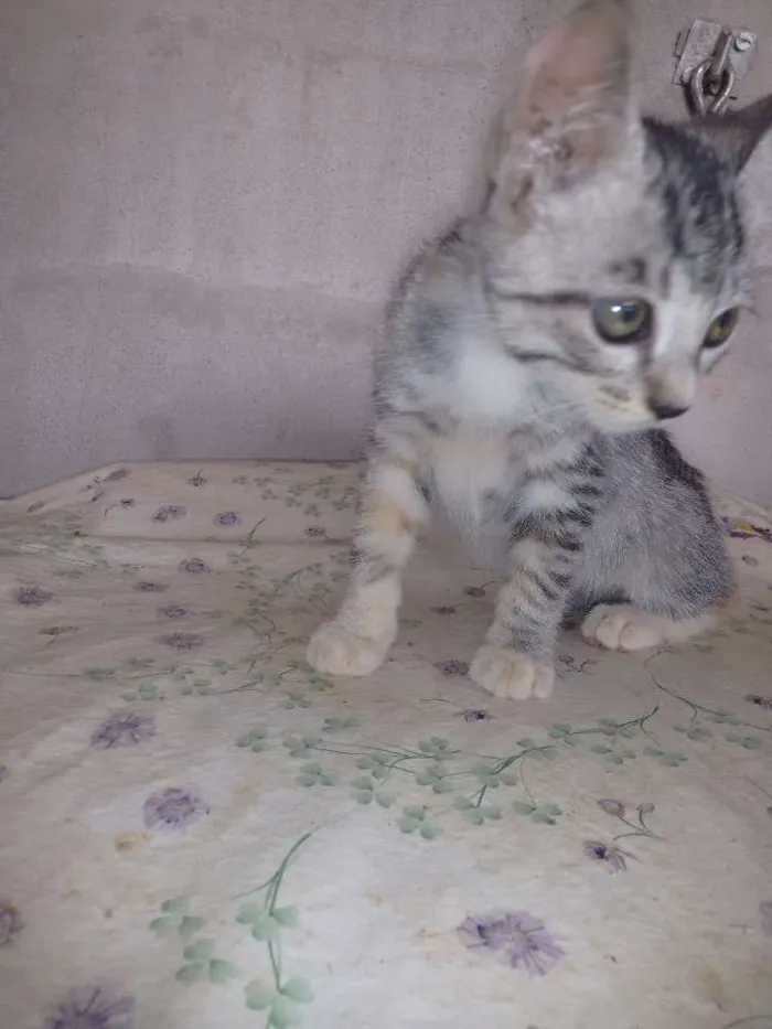 Gato raça vira-lata idade 2 a 6 meses nome Lívia
