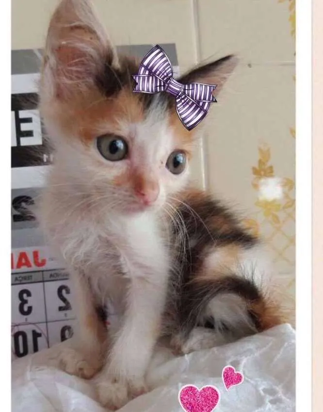 Gato ra a srd idade Abaixo de 2 meses nome kiara