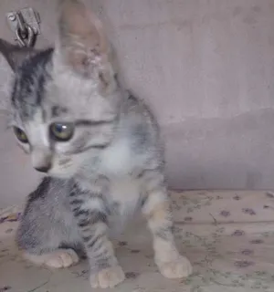 Gato raça vira-lata idade 2 a 6 meses nome Lívia