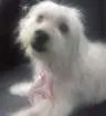 Cachorro raça Maltês  idade 3 anos nome Ivis 