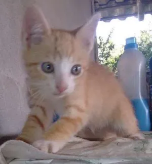 Gato raça vira-lata idade 2 a 6 meses nome Garfield