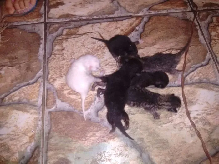 Gato raça vira-lata idade Abaixo de 2 meses nome não tem