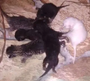 Gato raça vira-lata idade Abaixo de 2 meses nome não tem