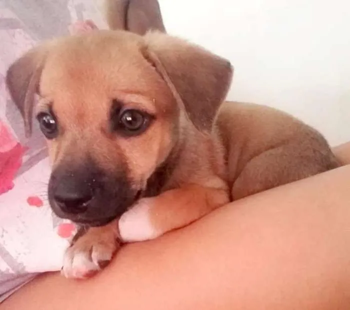 Cachorro ra a SRD idade 2 a 6 meses nome Não tem nome ainda