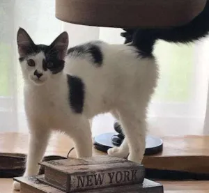 Gato raça  idade 2 a 6 meses nome Sem Nome