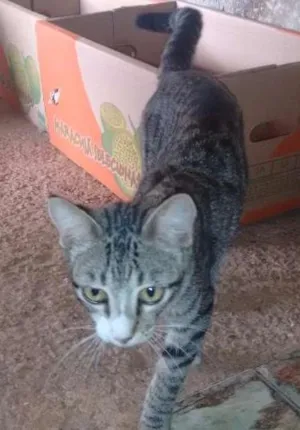 Gato raça vira-lata idade 1 ano nome Zika