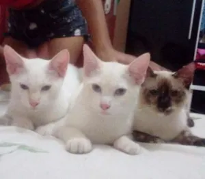 Gato raça Siamês  idade 2 a 6 meses nome Sem nome
