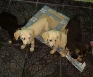 Cachorro raça Desconhecida  idade 2 a 6 meses nome Desconhecido