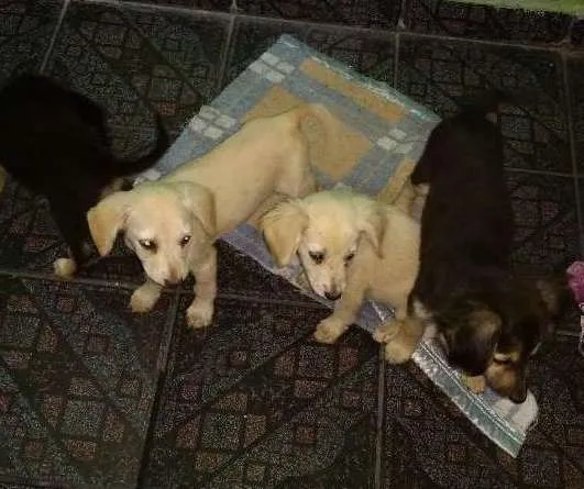 Cachorro ra a Desconhecida  idade 2 a 6 meses nome Desconhecido