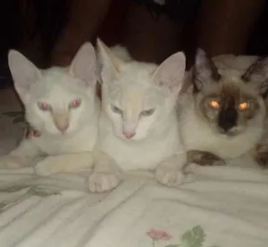 Gato raça Siamês  idade 2 a 6 meses nome Sem nome