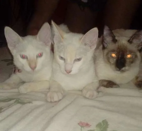 Gato ra a Siamês  idade 2 a 6 meses nome Sem nome