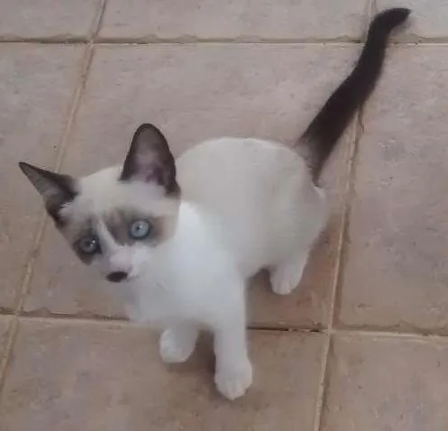 Gato ra a  idade 2 a 6 meses nome Gatinhos filhotes