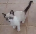 Gatinhos filhotes