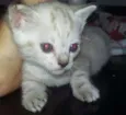 Gata