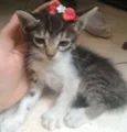Gato raça Vira lata idade 2 a 6 meses nome Belinha,mileide