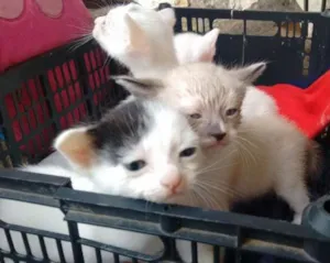 Gato raça srd idade Abaixo de 2 meses nome brancas de Neve