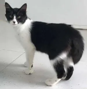 Gato raça  idade 2 a 6 meses nome Sem Nome