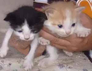 Gato raça vira-lata idade Abaixo de 2 meses nome Poly e Moly