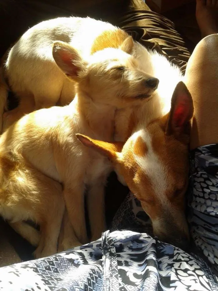 Cachorro ra a naõ sei idade 5 anos nome kendy e Bob