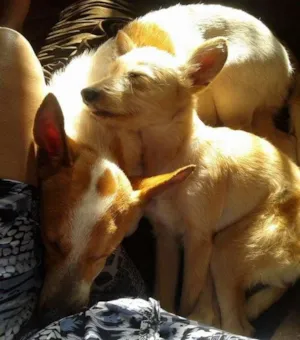 Cachorro raça naõ sei idade 5 anos nome kendy e Bob
