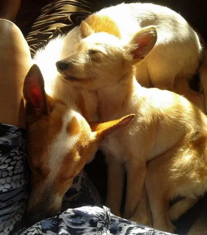 Cachorro ra a naõ sei idade 5 anos nome kendy e Bob