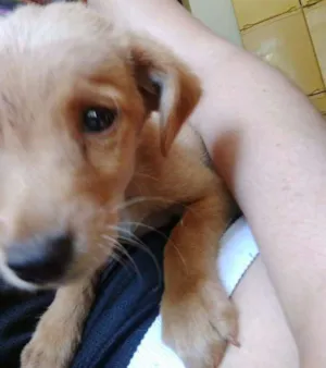 Cachorro raça Não definida idade Abaixo de 2 meses nome Não tem