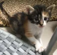 Julie