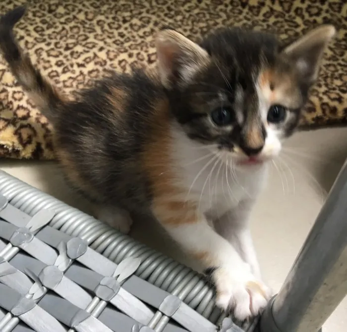 Gato ra a SRD idade Abaixo de 2 meses nome Julie