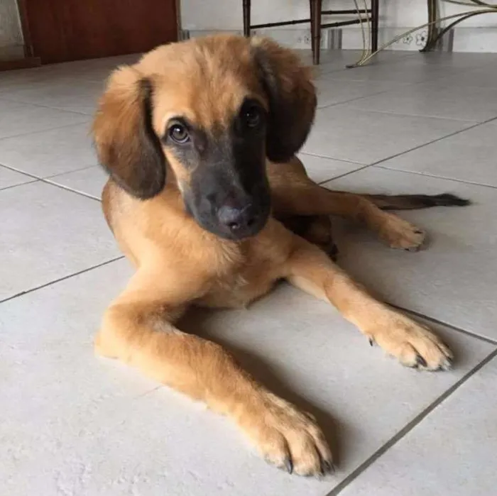 Cachorro ra a RSD idade 7 a 11 meses nome Francisco