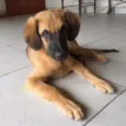 Francisco