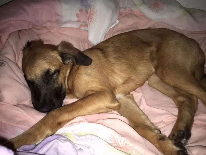 Cachorro ra a RSD idade 7 a 11 meses nome Francisco