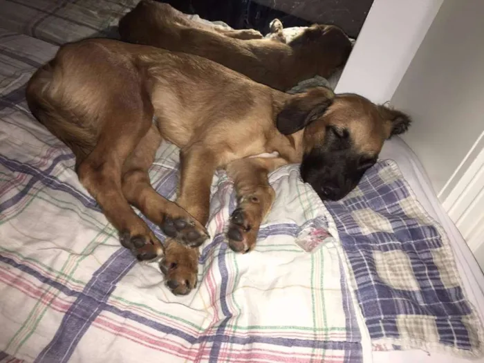 Cachorro ra a RSD idade 7 a 11 meses nome Francisco